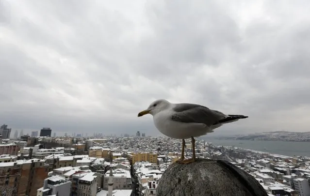 A seagull sits at the observation deck of the historical Galata tower with snow-covered Karakoy district and the Bosphorus in the background in Istanbul February 19, 2015. (Photo by Murad Sezer/Reuters)
