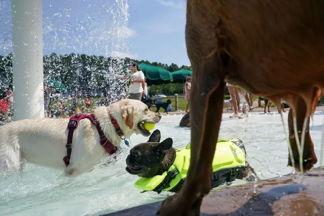 Dogs get the pool mostly to themselves for the annual Dog Daze event at the Water Mine Family Swimmin’ Hole in Lake Fairfax Park on September 9, 2023, in Reston, VA.  The event ends swimming pool season in Fairfax County. (Photo by Jahi Chikwendiu/The Washington Post)