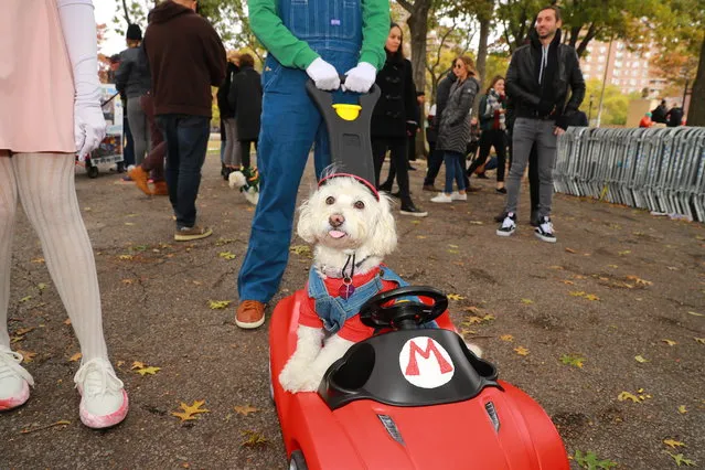 A dog in a Super Mario costume is seen during the 28th Annual Tompkins Square Halloween Dog Parade at East River Park Amphitheater in New York on October 28, 2018. (Photo by Gordon Donovan/Yahoo News)