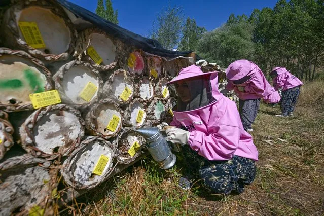 Women beekeepers wearing pink clothes start to harvest the honey that they produce with the support offered in the highlands above 2 thousand altitude, in Gevas district of Van, Turkiye on September 16, 2023. (Photo by Ozkan Bilgin/Anadolu Agency via Getty Images)
