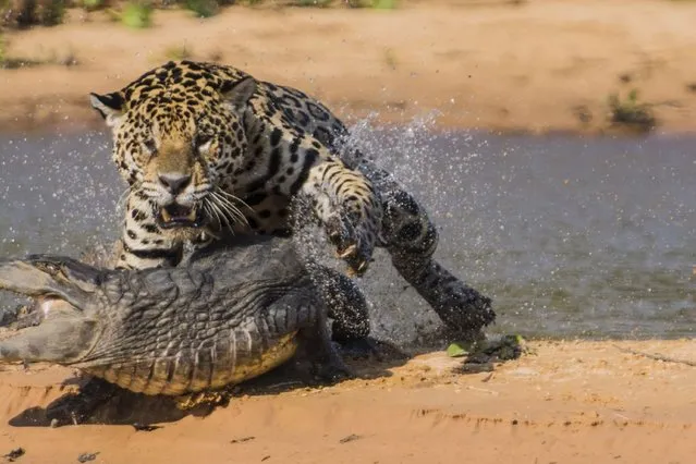 Jaguar attacks a Yacare Caiman. (Photo by Barcroft Media)