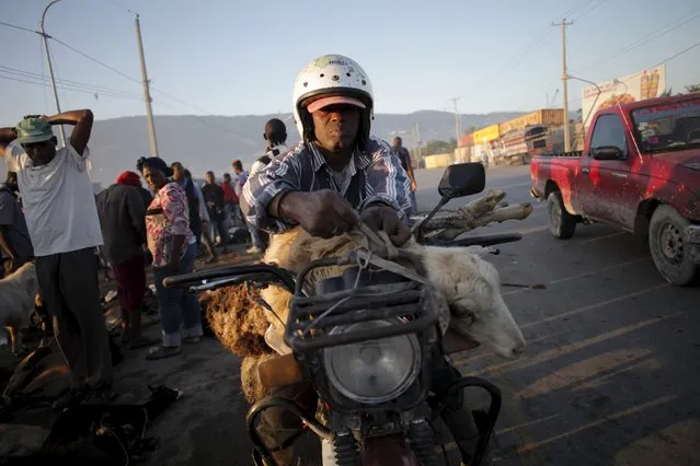 A man ties animals on his motorbike to transport them at La Saline slaughterhouse in Port-au-Prince, Haiti, April 4, 2015. (Photo by Andres Martinez Casares/Reuters)