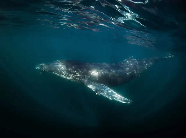 The humpback whale travels up to 15,000 miles (25,000km) living off its fat reserves as it migrates from the food-rich polar regions to subtropical waters to breed and give birth. (Photo by Philip Hamilton/The Guardian)