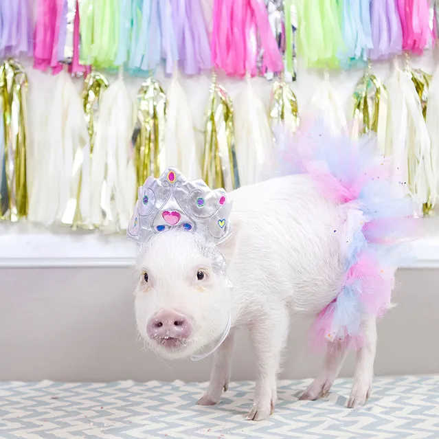 Hamlet the micro pig may already be a hit on Instagram, but its not stopped her from hogging the limelight on her birthday. Known for her adorable costume play, the miniature pig, from Pasadena, California, celebrated her first birthday in style, inviting all her furry Instagram friends to join her party. Pictured wearing a bright pink tutu and a tiara fit for a princess, Hamlet, who is named after Lady Hamlet from the Shakespeare play, shows that shes no boar when it comes to partying. Here: Hamlet enjoying his birthday party. (Photo by Caters News)