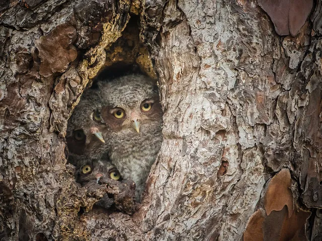 “Masters of Disguise, The Next Generation ”. Eastern Screech Owls like to take over woodpecker nests that have been dug out over the years in pine trees, which are the main species of tree at this swamp. Fish and wildlife also paint a white ring around the base of a tree that has active nests in order to avoid when conducting controlled burns. Photo location: Okefenokee Swamp, Georgia, USA. (Photo and caption by Graham McGeorge/National Geographic Photo Contest)