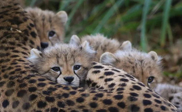 Two male and two female Southern Cheetah cubs lay with their mother Izzy as they make their public debut at Port Lympne Wild Animal Park near Ashford, Kent, on December 4, 2013. (Photo by Gareth Fuller/PA Wire)