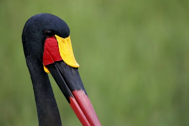 A Saddle-billed Stork is seen in Amboseli National park, Kenya, February 10, 2016. (Photo by Goran Tomasevic/Reuters)
