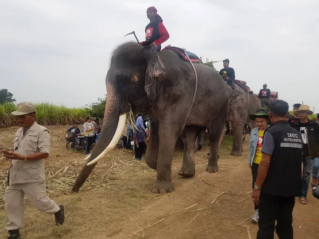 In this Sunday, December 23, 2018, photo released by Suphan Buri City, four mahouts and their elephants start a search operation for a two-year-old Myanmar boy who went missing, in Suphan Buri, Thailand. The four elephants mounted by their mahouts joined the search for Sului Piew who has been missing in Thailand for a week, as hundreds of rescuers comb through a sugarcane field for traces of the missing child since Dec. 17.  (Photo by Suphan Buri City via AP Photo)
