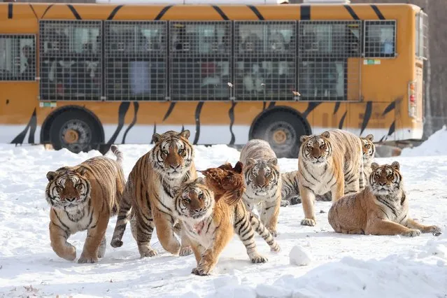 In this photo taken on December 17, 2023, Siberian tigers chase after a live chicken released into their enclosure after a snowfall at the Siberian Tiger Park in Hailin, in China'bs northeast Heilongjiang province. (Photo by AFP Photo/China Stringer Network)