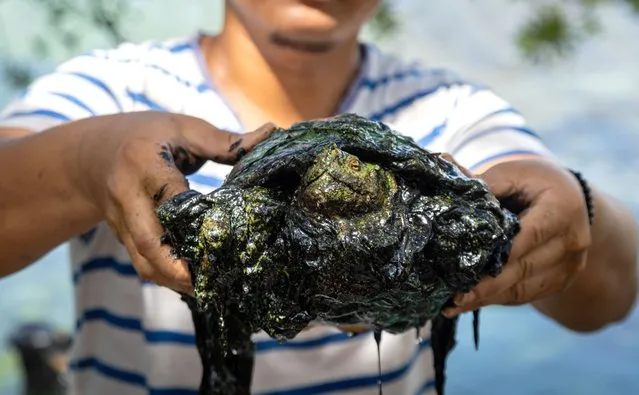 A man holds a turtle with its body full of oil, in a community contaminated by oil spills and the proliferation of “verdin” on the waters of Lake Maracaibo, in Zulia state, Venezuela, 12 July 2023. The shores of Lake Maracaibo, the largest in Venezuela, are thick and green, since the accumulation of oil, the product of numerous spills, and the proliferation of a solid bacterium in the area have created a swamp, whose putrefaction affects the health and economy of the locals. The situation is, according to residents and environmentalists, an emergency, something that the government ruled out, although it admitted that there is a problem due to the proliferation of the bacteria called “verdin“, without mentioning the oil spills, but assured that this does not affect the “excellent conditions” in which the estuary is located. (Photo by Henry Chirinos/EPA)
