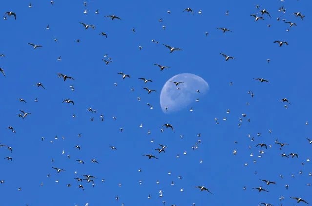 Gulls fly in front of the moon as thousands of wading birds, including Knot and Oystercatcher, move onto dry sandbanks during the month's highest tides at The Wash estuary, near Snettisham in Norfolk, Britain on September 5, 2023. (Photo by Toby Melville/Reuters)