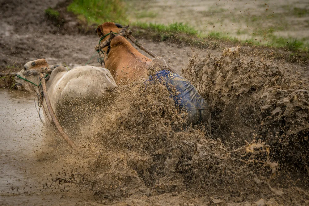 Traditional Plough Race