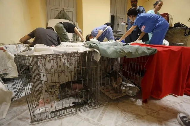 Cuban and U.S. veterinarians feed cats and dogs after the animals were operated on during a community campaign for the sterilisation and deworming of dogs and cats in Havana, Cuba February 25, 2016. (Photo by Reuters/Stringer)