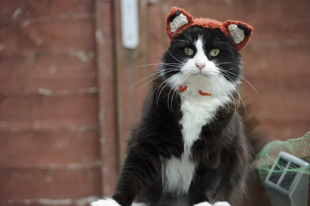 This photo provided by Running Press and Quarto, Inc. shows Feline Fox from the book, “Cats in Hats”, published by Running Press. The book released on March 24, 2015. (Photo by Liz Coleman/Running Press/Quarto, Inc. via AP Photo)