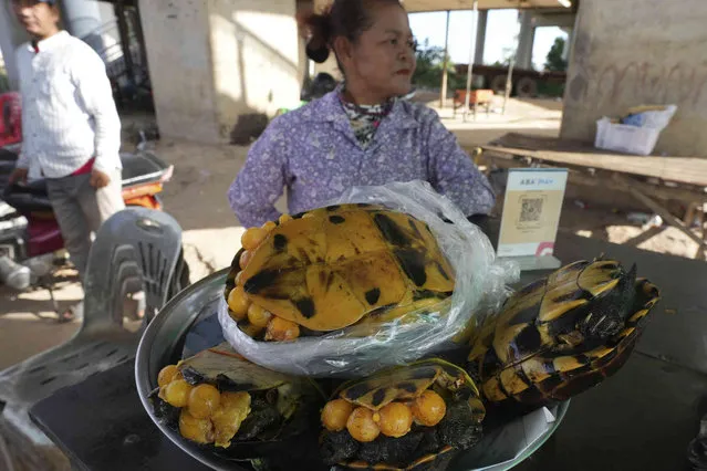 A local vendor displays cooked turtles on a tray for selling at Prek Kdam village on the outskirts of Phnom Penh, Cambodia, Thursday, December 21, 2023. (Photo by Heng Sinith/AP Photo)