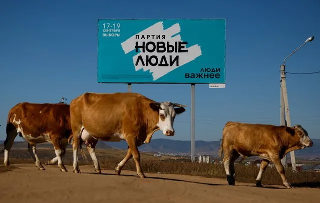 Cows walk past a campaign poster of Noviye Lyudi (New People) political party ahead of the Russian parliamentary and regional election outside Ulan-Ude, Buryatia republic, Russia on September 16, 2021. (Photo by Maxim Shemetov/Reuters)
