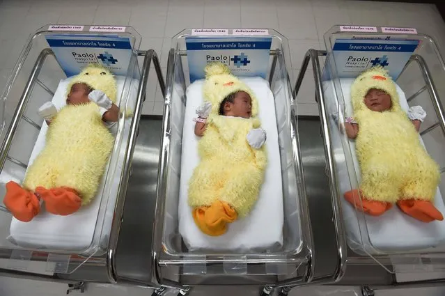 Newborn babies dressed as chicks to mark the Year of the Rooster sleep at Paolo Memorial Hospital in Bangkok on January 27, 2017. (Photo by Lillian Suwanrumpha/AFP Photo)