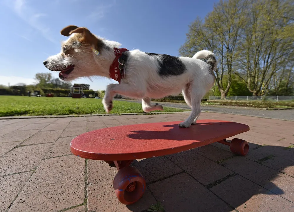 The Week in Pictures: Animals, April 24 – May 1, 2015