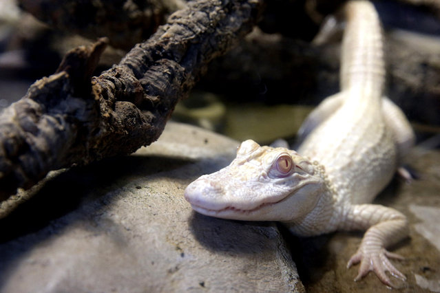 One of the two one-year-old albino alligator is seen in a vivarium at the Tropical aquarium in Paris, The two alligators are the result of a captive breeding program which protect endangered species and will presented to the public in a vivarium. (Photo by Philippe Wojazer/Reuters)