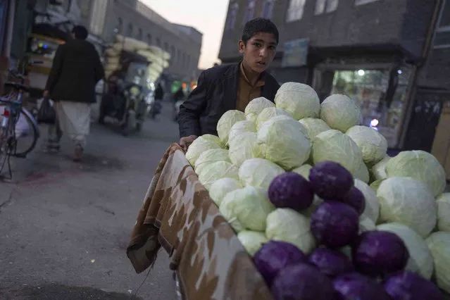 A boy pushes his cart loaded with cabbage to sell, in Herat, Afghanistan, Monday, November 22, 2021. (Photo by Petros Giannakouris/AP Photo)