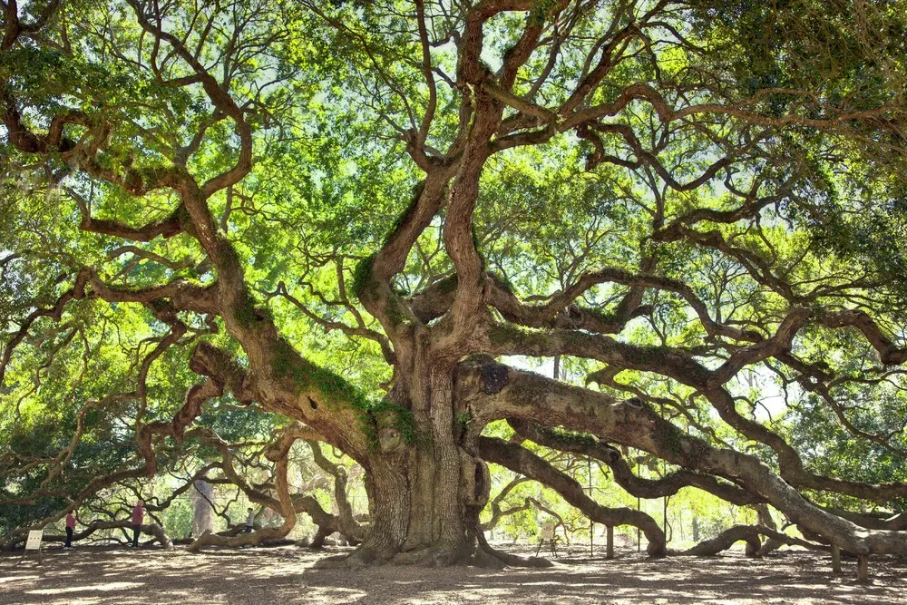 The Angel Oak Tree in South Carolina