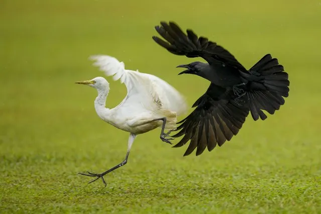A crow (R) attacks an egret in the cricket pitch after rain stopped play during the third day of the first Test cricket match between Sri Lanka and West Indies at the Galle International Cricket Stadium in Galle on November 23, 2021. (Photo by Ishara S. Kodikara/AFP Photo)