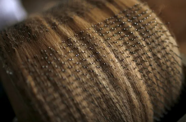 Lisa Vella-Gatt (not pictured), 46, processes the wool of alpacas at her house in Benfeita, Portugal May 11, 2015. (Photo by Rafael Marchante/Reuters)