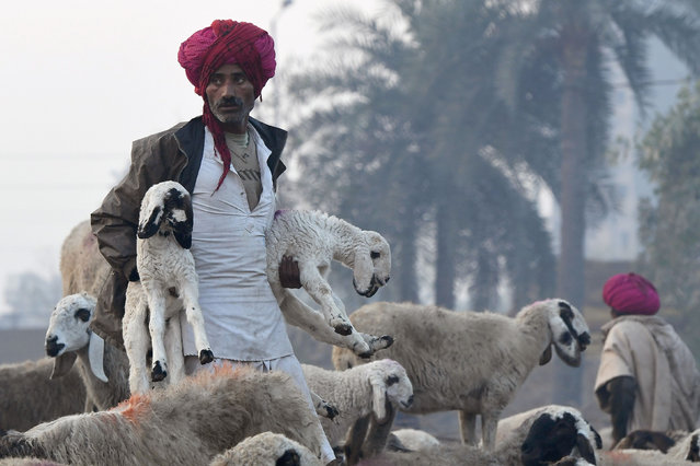 An Indian nomadic shepherd from Rajasthan carries lambs with his herd on the outskirts of New Delhi on February 13, 2017 The shepherds cling to a pastoral nomadic life, trekking long distances often through modern Indian urban environments in search of pasture for their sheep. (Photo by Prakash Singh/AFP Photo)