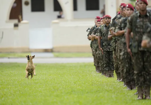 A dog barks at a drone flying overhead during a graduation ceremony of the 76th Anniversary of the Parachute Infantry Brigade, at a military base in Rio de Janeiro, Brazil, Friday, November 26, 2021. (Photo by Silvia Izquierdo/AP Photo)