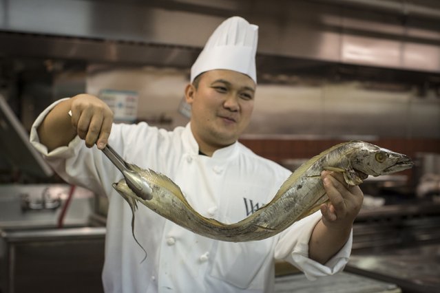 A chef holds a belt fish in the kitchen before the 110th Explorers Club Annual Dinner at the Waldorf Astoria in New York March 15, 2014. (Photo by Andrew Kelly/Reuters)