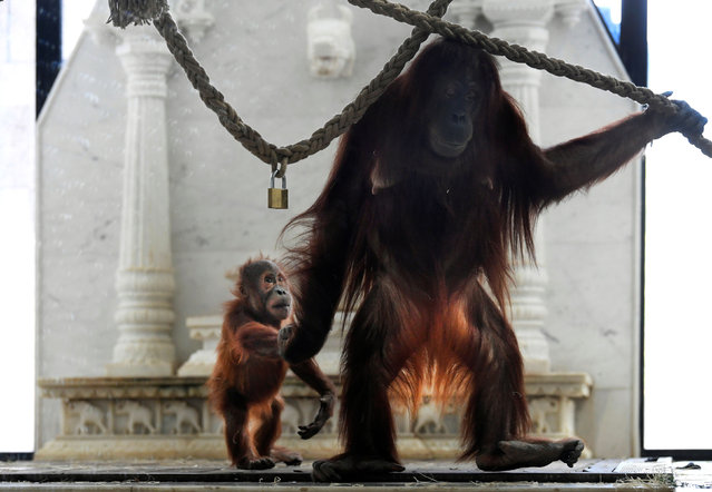 A newborn orangutan and with his mother are pictured at the Pairi Daiza wildlife park, a zoo and botanical garden in Brugelette, Belgium on May 29, 2019. (Photo by Piroschka van de Wouw/Reuters)