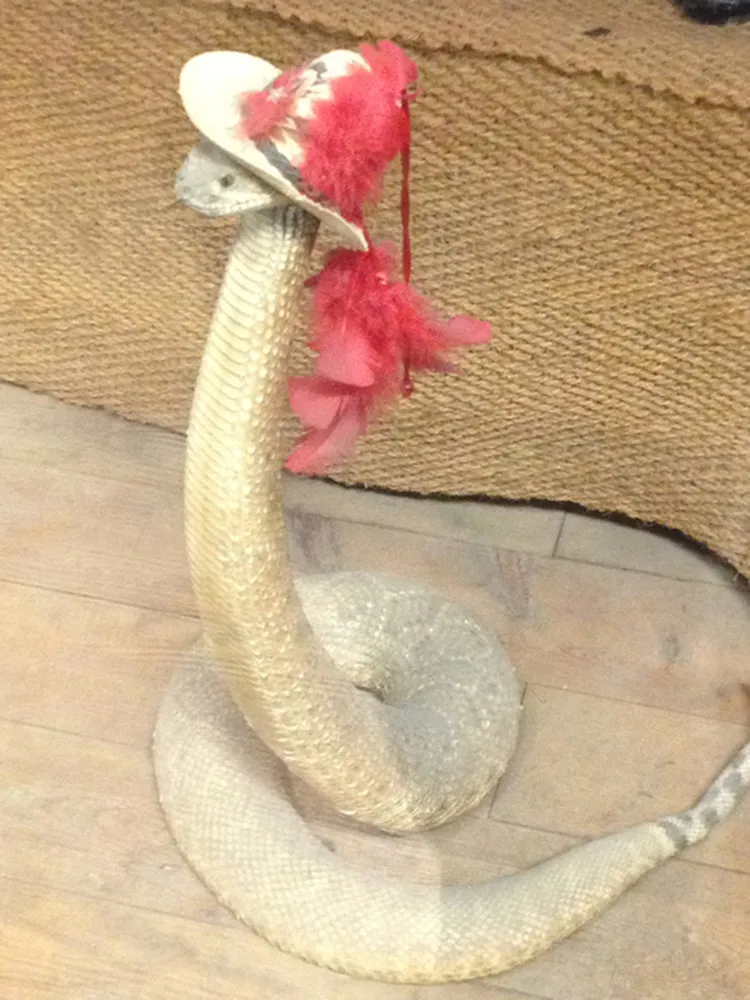  Snakes in Hats