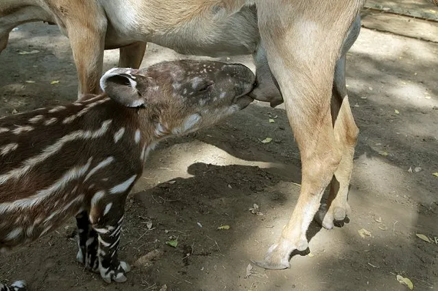 A goat feeds a tapir calf, that was abandoned by its mother, at the National Zoo in Managua, Nicaragua April 14, 2016. (Photo by Oswaldo Rivas/Reuters)