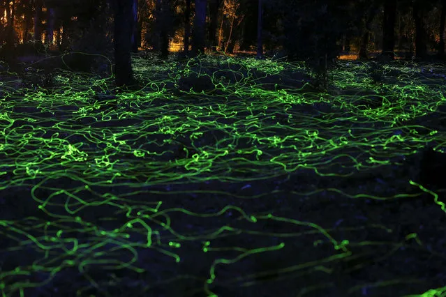 Fireflies light up inside a forest at Pitrufquen area in Temuco, Chile in this long-exposure image on January 22, 2021. (Photo by Cristobal Saavedra Escobar/Reuters)