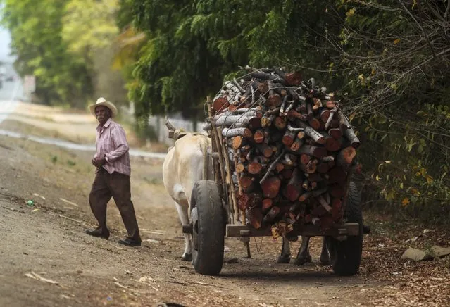 A man transports logs on his bull-cart to make charcoal at La Campanera village, Nicaragua, May 22, 2015. Around 300 families live off the sale of charcoal in this area located in the dry corridor of Nicaragua. Friday marks World Environment Day. Picture taken May 22, 2015. REUTERS/Oswaldo Rivas