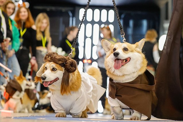 Corgi dogs take part in a costume parade during a Star Wars themed event in Moscow, Russia on April 28, 2024. (Photo by Evgenia Novozhenina/Reuters)