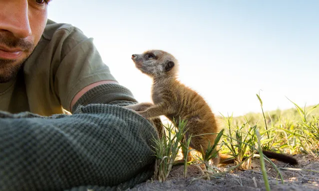 A baby Meerkat rests on photographer Will Burrard-Lucas' hand on January 2014 in Makgadikgadi, Botswana. These adorable Meerkats used a photographer as a look out post before trying their hand at taking pictures. The beautiful images were caught by wildlife photographer Will Burrard-Lucas after he spent six days with the quirky new families in the Makgadikgadi region of Botswana. Will has photographed Meerkats in the past and was delighted when he realised he would be shooting new arrivals. (Photo by Will Burrard-Lucas/Barcroft Media)