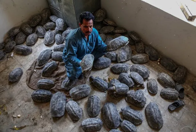 A wildlife officials shows a rare species of Indian black spotted pond turtles to journalists after they were confiscated during an attempt to smuggle them to international black markets, in Karachi, Pakistan, 28 April 2016. Dozens of rare turtle species, once found in Indus river and worth hundreds of thousands of US Dollars were confiscated during a raid on super highway. (Photo by Rehan Khan/EPA)