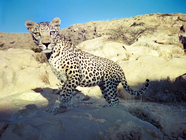 Much of the early research using camera traps targeted wild cats like this leopard in Yemen. Scientists continue to learn more about these species as the images accumulate and are used to ask scientific questions about the secretive lives of the wild cats. (Photo by David Staton/Johns Hopkins University Press)