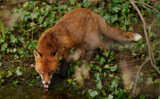 A fox, which locals have named Braveheart due to the loss of its eye, on the banks of the River Dodder in Rathfarnam, Dublin on Monday, February 7, 2022. (Photo by Niall Carson/PA Images via Getty Images)