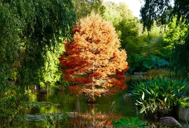 Autumn colours on show at the Sir Harold Hillier Gardens in Romsey, Hampshire on October 20, 2016. (Photo by Geoffrey Swaine/Rex Features/Shutterstock)