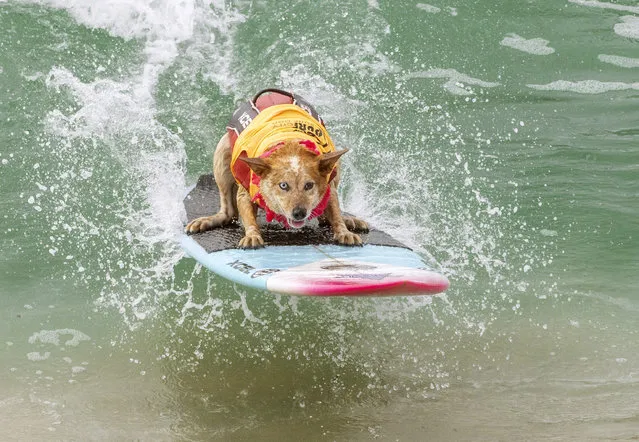 Skyler Henard competes in the 2019 Surf City Surf Dog contest on September 28, 2019 in Huntington Beach, California. (Photo by Kyle Grillot/AFP Photo)