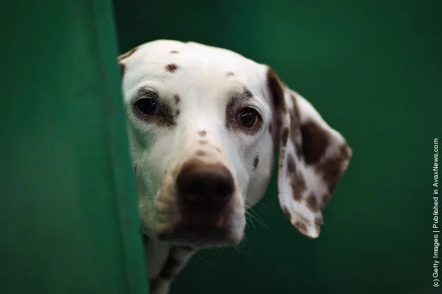 A Dalmation sits in it's kennel on Day one of Crufts at the Birmingham NEC Arena