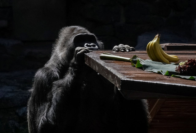 Ukraine's only gorilla Tony, one of the oldest gorillas held in captivity in Europe, looks at a banana during a celebration of his 50th birthday arranged in his personal green garden at the Zoo, amid Russia's attack on Ukraine, in Kyiv, Ukraine on August 8, 2024. (Photo by Gleb Garanich/Reuters)