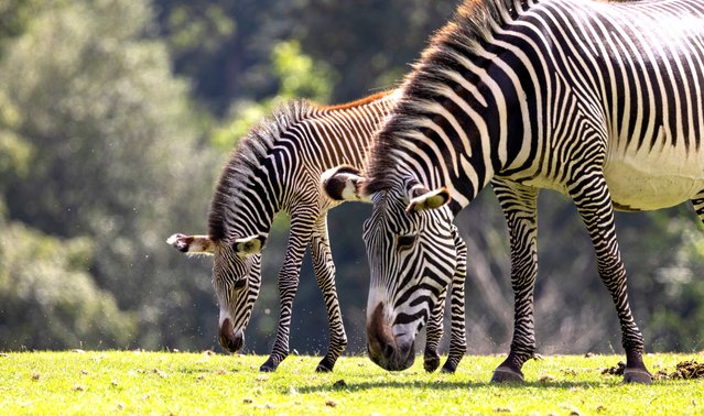 An endangered Grevy’s zebra foal is the miniature double of its mother after being born three days ago,  August 11, 2024 at Marwell Zoo in Hampshire, UK. (Photo by Corin Messer/Marwell Zoo)