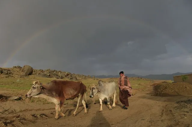 An Afghan man leads his cows as a rainbow forms in the background in Daykundi province on May 11, 2016. Nili, the capital of Daykundi, one of the thirty-four provinces of Afghanistan, is located about 310 kilometres west of Kabul. (Photo by Shah Marai/AFP Photo)
