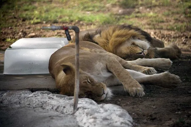Lions take a nap next to a block of ice to cool themselves off at a zoo in Islamabad, Pakistan, Thursday, June 2, 2016. Many cities in Pakistan are facing heat wave conditions with temperatures reaching 45 degrees Celsius (113 Fahrenheit) in Dadu and other places. (Photo by B.K. Bangash/AP Photo)