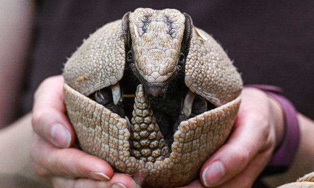 Zookeeper Agata holds a rare newborn Brazilian three-banded armadillo inside its enclosure at the Wroclaw Zoo in Wroclaw, Poland on May 11, 2023. The Tolypeutes matatus, or the southern armor also known as bolita or tatu-bola, is a fairly popular animal in South America but is increasingly rare. The new zoo child was born on March 23. The species is listed as vulnerable by the International Union for the Conservation of Nature (IUCN) and threatened by habitat loss and hunting. (Photo by Omar Marques/Anadolu Agency via Getty Images)