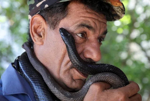 Snake hunter, Yaseen Al-Sqour, carries snakes in Balqa, Jordan on May 19, 2022. (Photo by Alaa Al Sukhni/Reuters)