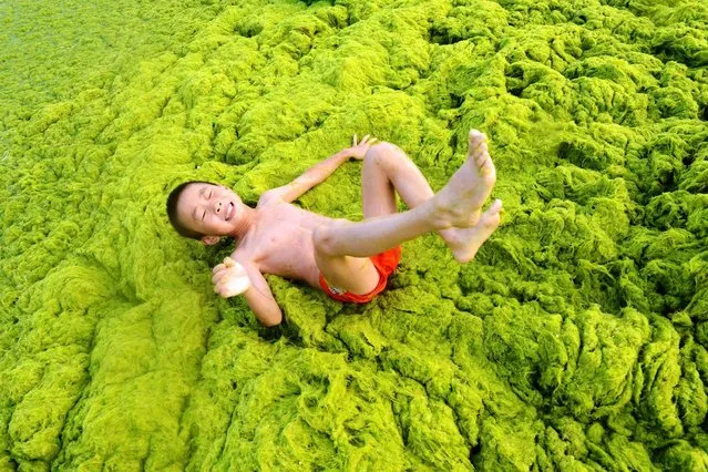 A boy plays on a beach covered by seaweed in Qingdao in eastern China's Shandong province Friday, July 24, 2015. (Photo by Chinatopix/AP Photo)